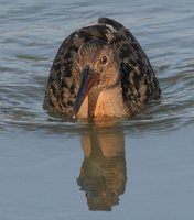 Clapper Rail - Rallus longirostris