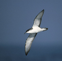 Buller's Shearwater (Puffinus bulleri) photo