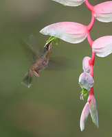 Rufous-breasted Hermit (Glaucis hirsuta) photo