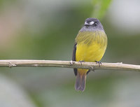 Ornate Flycatcher (Myiotriccus ornatus) photo