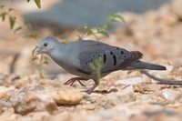 Blue Ground-Dove - Claravis pretiosa