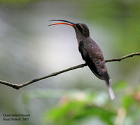 Great-billed Hermit - Phaethornis malaris