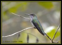 White-necked Jacobin - Florisuga mellivora