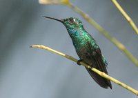 Blue-tailed Emerald - Chlorostilbon mellisugus