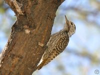 Cardinal Woodpecker - Dendropicos fuscescens