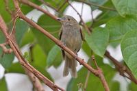 Pale-bellied Tyrant-Manakin - Neopelma pallescens