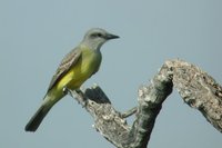 Tropical Kingbird - Tyrannus melancholicus