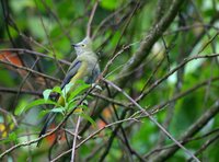 Long-tailed Silky-flycatcher - Ptilogonys caudatus