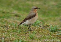 Northern Wheatear - Oenanthe oenanthe