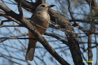 Gray Shrike-Thrush - Colluricincla harmonica