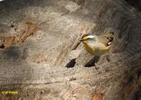 Striated Pardalote - Pardalotus striatus