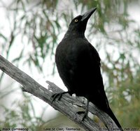 Black Currawong - Strepera fuliginosa