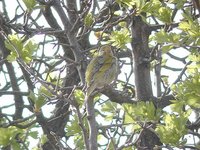 Syrian Serin - Serinus syriacus