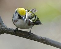 Chestnut-sided Warbler - Dendroica pensylvanica