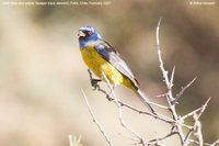 Blue-and-yellow Tanager - Thraupis bonariensis