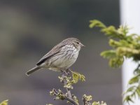 Ash-breasted Sierra-Finch - Phrygilus plebejus