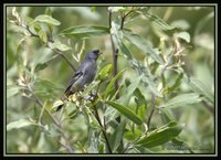 Band-tailed Seedeater - Catamenia analis