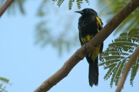 Greater Antillean Oriole - Icterus dominicensis