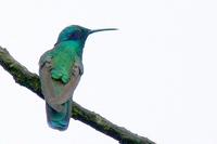 Colibri Grande - Sparkling Violetear - Colobri coruscans