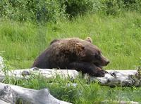 Kodiak Bear