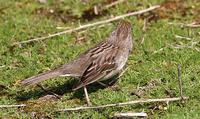 Golden-crowned Sparrow