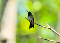 Mangrove Hummingbird  