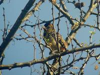 d'Arnaud's Barbet (Arnaudbarbett) - Trachyphonus darnaudii