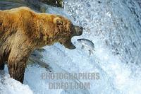 Brown bear [Ursus arctos ) trying to catch salmons , Brooks River , Brooks Falls , Katmai Nation...