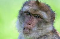 barbary ape portrait ( Macaca sylvanus ) stock photo