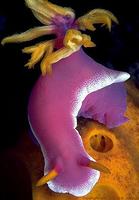 Blue Dorid - Hypselodoris bullocki