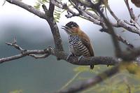 Ochre-collared Piculet