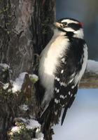 Downy Woodpecker