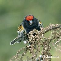 Fire-fronted Serin