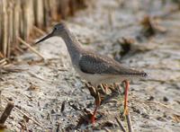 Red Shank Tringa totanus 붉은발도요