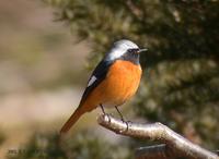 Daurian Redstart Phoenicurus auroreus 딱새