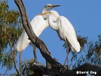 Great Egret