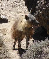 Photo of a Brown Hyena