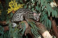 large-spotted-genet
