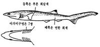 꼬리기름상어 Heptranchias perlo (Bonnaterre)