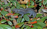 : Ambystoma jeffersonianum; Jefferson Salamander