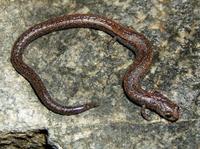 : Batrachoseps gregarius; Gregarious Slender Salamander