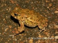 : Bufo maculatus; Flat-backed Toad