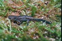 : Hynobius retardatus