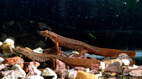 : Paramesotriton caudopunctatus; Spot-tailed Warty Newt