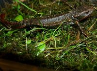 : Paramesotriton guangxiensis; Guangxi Warty Newt