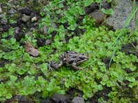 : Pleurodema thaul