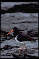 : Haematopus leucopodus; Magellanic Oystercatcher