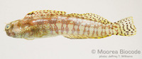 : Blenniella gibbifrons