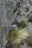 : Phoebetria fusca; Sooty Albatross