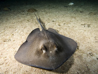 : Dasyatis americana